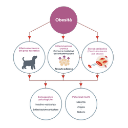 Obesità. Effetto meccanico dell'eccesso di peso. Infiammazione cronica, ormoni e mediatori dell'infiammazione, tessuto adiposo. Stress ossidativo, danno accelerato alle cellule. Conseguenze fisiologiche: insulino-resistenza, stress articolare. Potenziali rischi: malattia, zoppia, diabete.