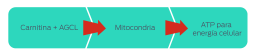 Carnitina y aminoácidos de cadena larga > Mitocondria > ATP para energía celular