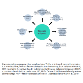 Tessuto adiposo - Fattori emostatici ed emodinamici (angiotensinogeno PAI-1), chemochine (MCP-1 e MIF), neurotrofine (NGF), appetito ed equilibrio energetico (leptina e adiponectina), citochine (TNF-α, IL-1β, IL-6, IL-10, IL-18, TGF-β), acidi grassi, glicerolo, colesterolo e ormoni steroidei, proteine della fase acuta (SAA, CRP, metallotioneina, aptoglobina)