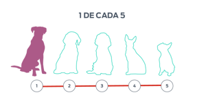 Serie de los contornos de cinco perros, uno de ellos está relleno.