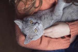 Evitar Gatos Pode Não Eliminar Reações Alérgicas