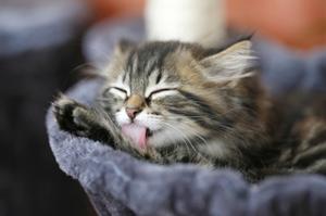 alergias a gatos