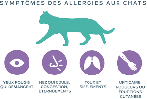 neutralisation-allergènes-symptômes-allergies-aux-chats