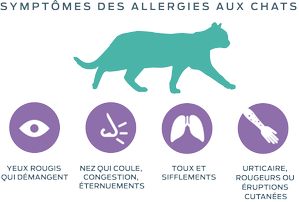symptômes des allergies aux chats