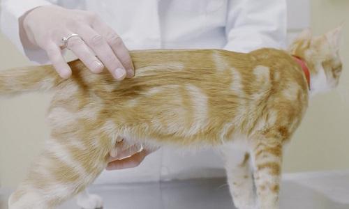 Mcs Cat Detecting muscle loss in cats & dogs | Purina Institute