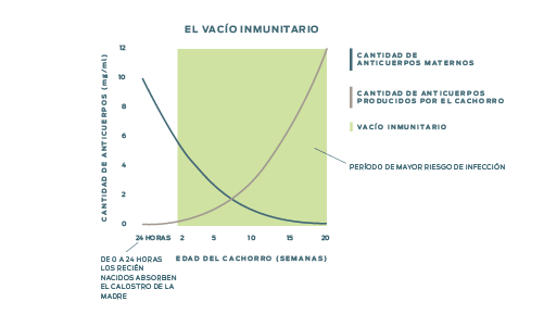 Un gráfico que muestra el período de mayor riesgo de infección que ocurre después de que la disminución del nivel de anticuerpos recibidos de la madre se cruza con el nivel creciente de anticuerpos producidos por el cachorro o el gatito.