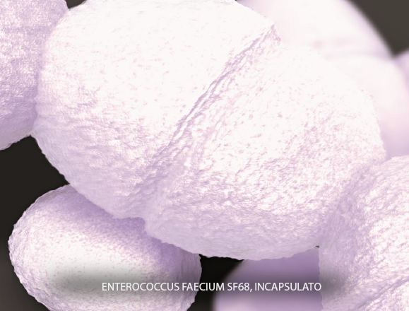 Istituto purina probiotics enterococcus