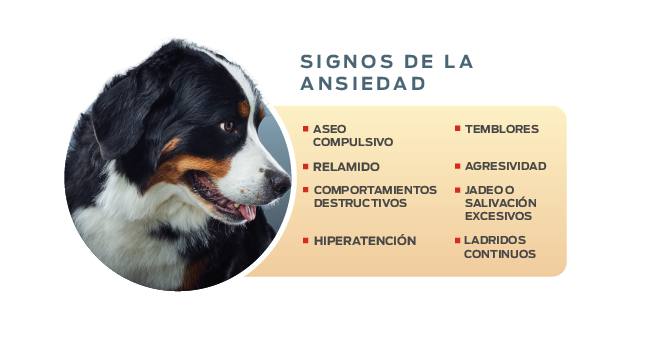 Signos de ansiedad