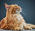 Rote Katze