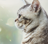 Purina Institute Fakt vs. Fiktion