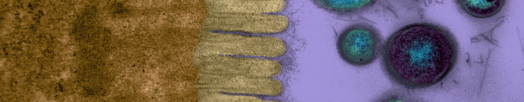 microvilli y bacterias