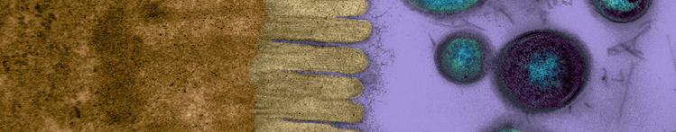 Microvilosidades Banner