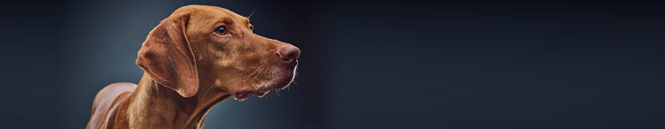 与衰老相关的行为