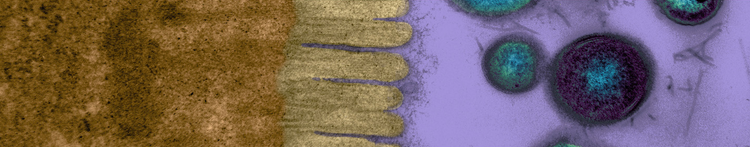 purina-institute-axe-intestin-cerveau-cils-intestinaux