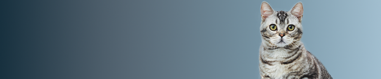 对猫为期 9 年的寿命研究