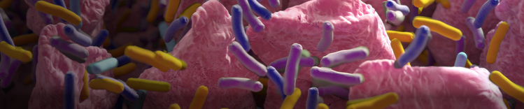 villosités intestinales avec des bactéries