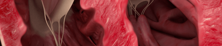 anatomie du cœur