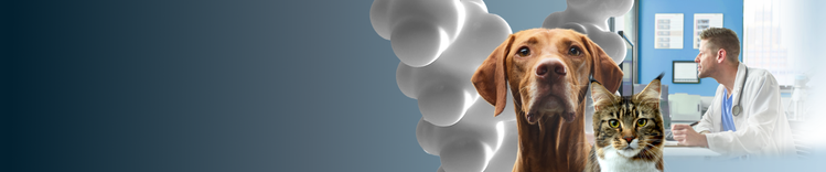 Hund und Katze über blauem Farbverlauf Hintergrund