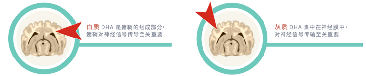 早期发育的白质和灰质