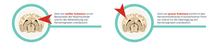 frühe Entwicklung der weißen und grauen Substanz