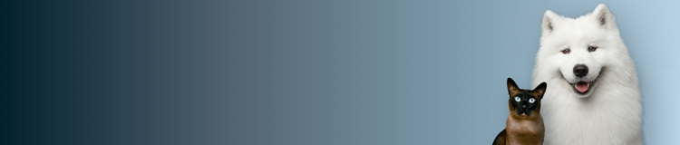 白沙摩犬和暹罗猫