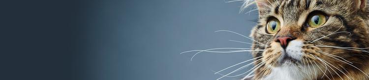 purina-institute-prebiotics