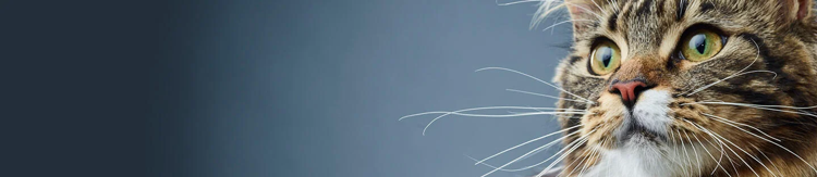 Instituto Purina de Prebióticos