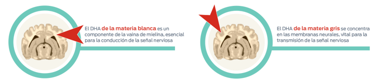 desarrollo temprano materia blanca y gris