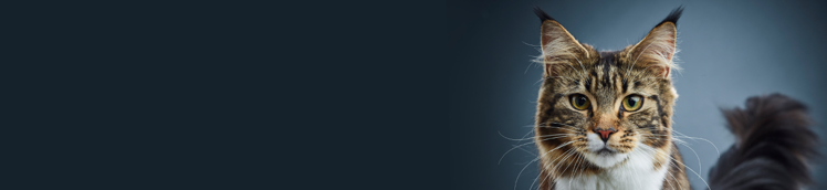 recherche de Purina étude de 9 ans chez les chats