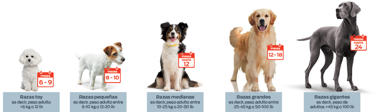 gráfico de la tasa de crecimiento del perro