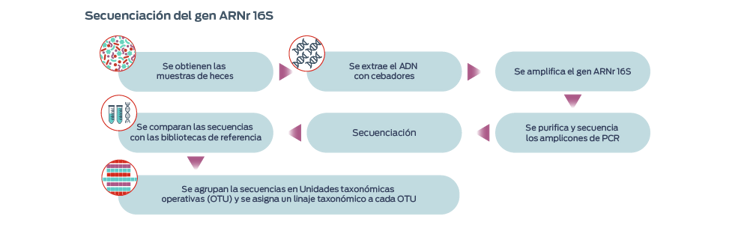 Secuenciación del gen ARNr 16S, descrito en 7 pasos. Paso 1, Se obtienen las muestras de heces. Paso 2, Se extrae el ADN con cebadores. Paso 3, Se amplifica el gen ARNr 16S. Paso 4, Se comparan las secuencias con las bibliotecas de referencia. Paso 5, Secuenciación. Paso 6, Se purifica y secuencia los amplicones de PCR. Paso 7, Se agrupan la secuencias en Unidades taxonómicas operativas (OTU) y se asigna un linaje taxonómicos a cada OTU.
