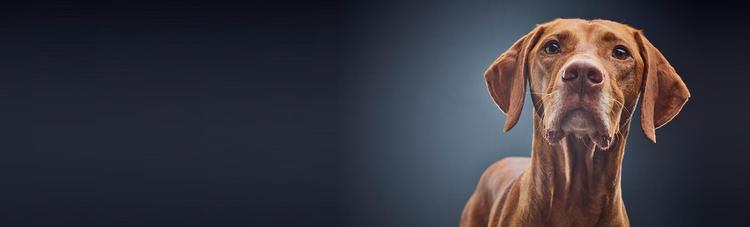 dog banner