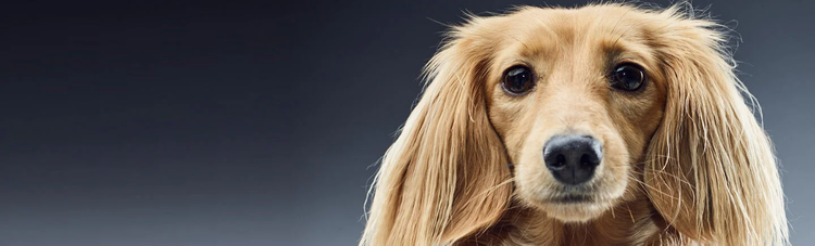 axe-intestin-cerveau