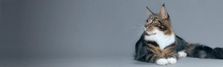 purina-istituto-immunità-colostro
