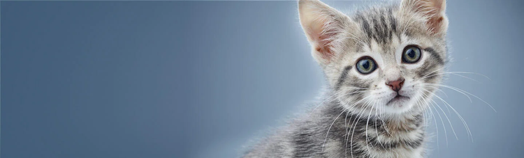 purina-institute-mnr-bannière