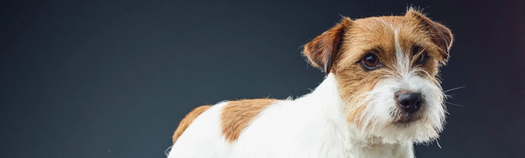 Probióticos del Instituto Purina