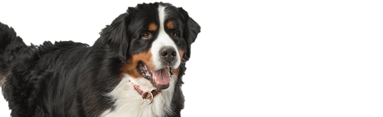 Vi presentiamo Duffy, un giovane cane adulto con diarrea cronica dell'intestino tenue