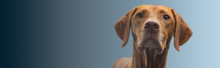 pancarta de perro del eje cerebral intestinal