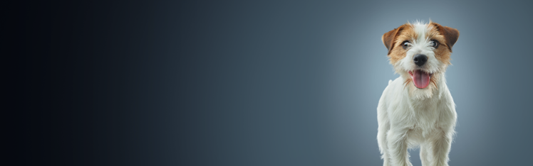 白棕相间的小狗站立着