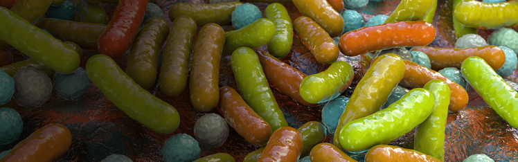 细菌杆菌和球菌