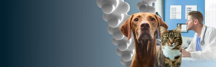 Perro y gato sobre fondo azul degradado