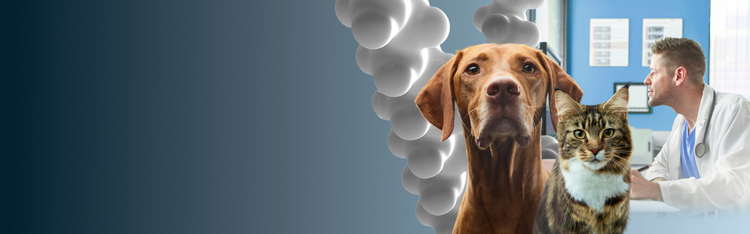 cão e gato sobre fundo de gradiente azul