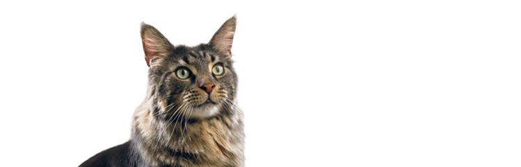 Gato doméstico de pelo corto