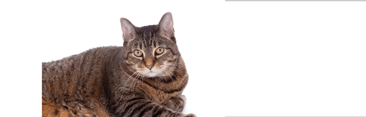 一只超重的成年美国短毛猫