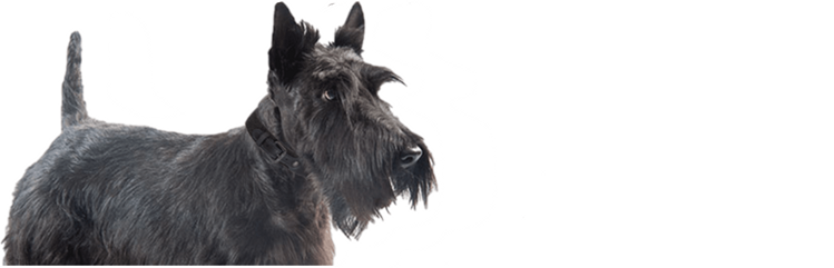 Get to know Annie, a young adult, small-breed dog with pruritus and chronic diarrhea.