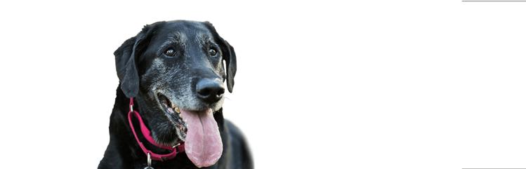 a black senior labrador retriever