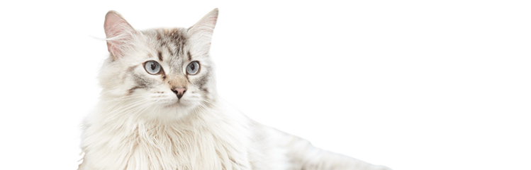 Nous vous présentons Dewey, un chat âgé qui a perdu du poids.