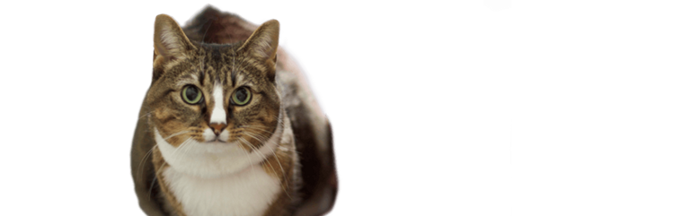 Conoce a Muffin, una gata adulta obesa, pero por lo demás, sana