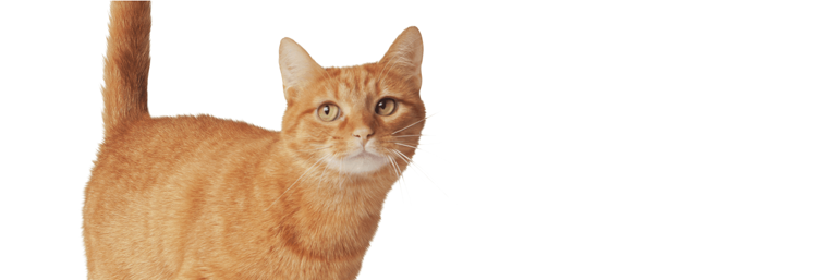 在室内喂养的橘色美国短毛猫