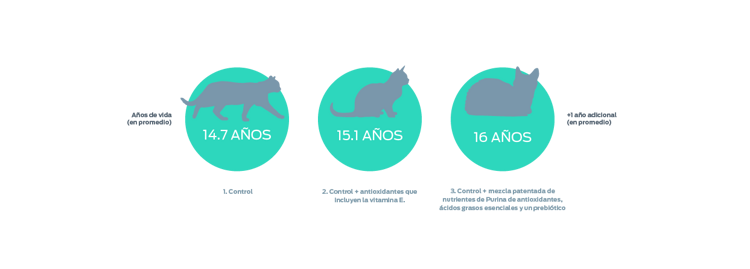 gráfico de los años de vida de un gato